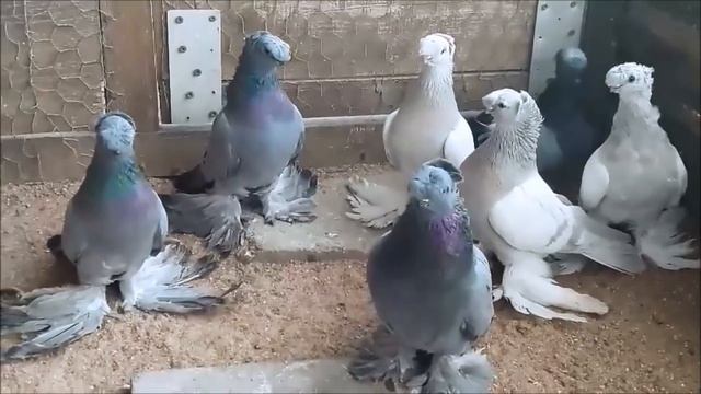 Коллекция узбекских голубеи с красивыми чубами в Германии ( Андрей В. / Xоф-Германия ) смотреть онлайн