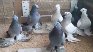 Коллекция узбекских голубеи с красивыми чубами в Германии ( Андрей В. / Xоф-Германия )