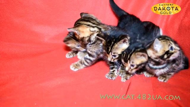 Будни питомника бенгальской кошки Dakota Gold Играемся с бенгальскими котятами 2 смотреть онлайн