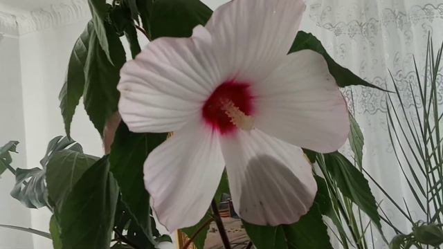 Мой новый травянистый гибискус. смотреть онлайн