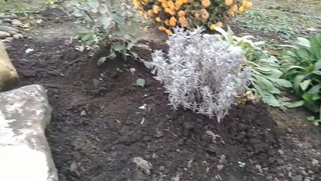 Подготовка клумб к зиме смотреть онлайн