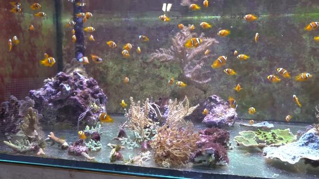 65,000 liter CORAL REEF TANK - *Private aquarium tour* - Zoo Rostock смотреть онлайн