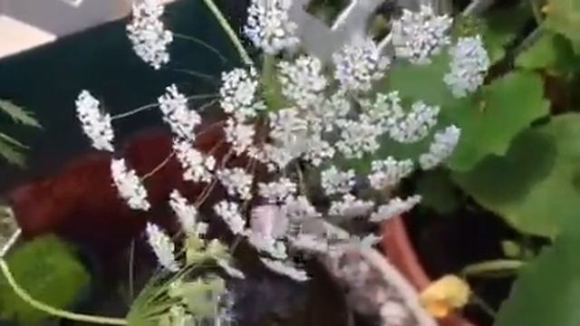 Bishops Flower / Queen Ann's Lace / Ammi majus смотреть онлайн