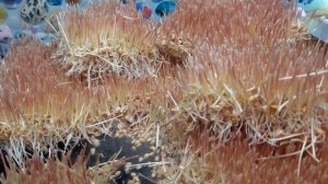 Сумалак В Домашних условиях на плите/Sumalak gaz-pechida tayyorlash