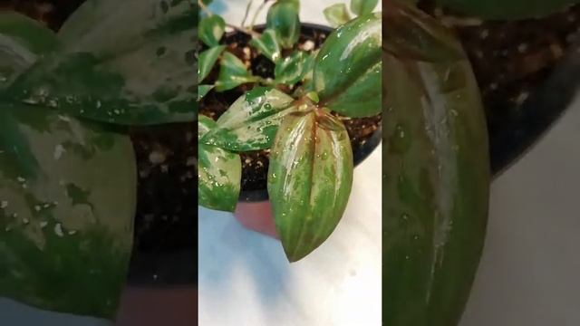 Мои малыши (часть 1)???, хлорофитумы, традесканция, сцендапсусы! смотреть онлайн