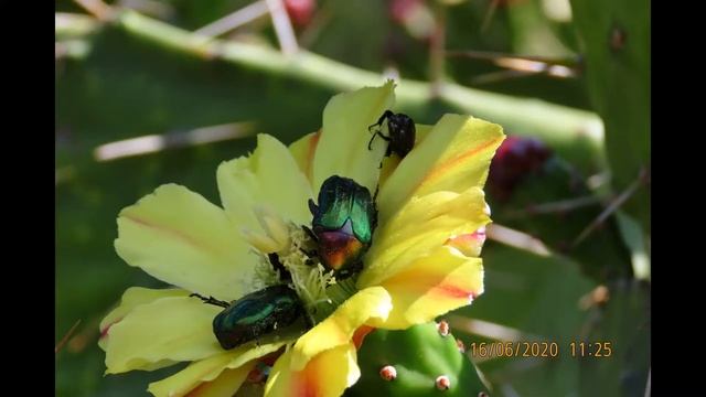 Opuntia monacantha Greece by Theo Fotiadis смотреть онлайн