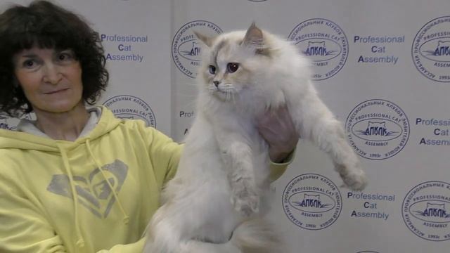 Презентация питомника сибирских кошек PCA Снежный ангел смотреть онлайн