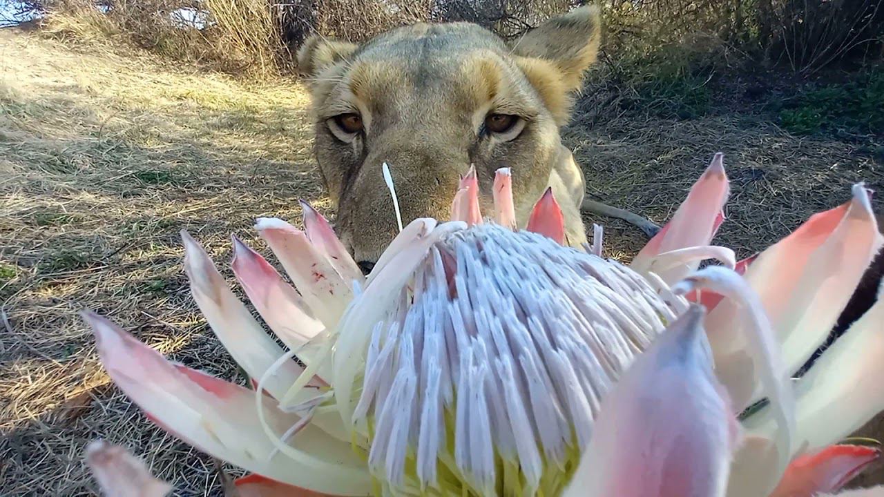 Львы и цветок протеи