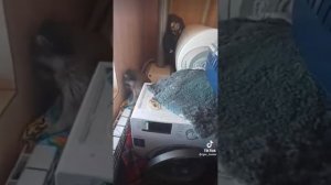 Кто хочет еще завести Енота?/Кто в дом пробрался?/Енот Илюша устроил погром в доме