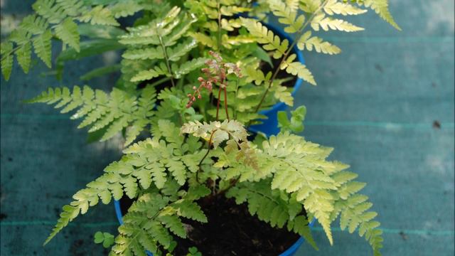 tuto jardinage: Athyrium niponicum Vidalii: photos de fleurs et de plantes vivaces смотреть онлайн