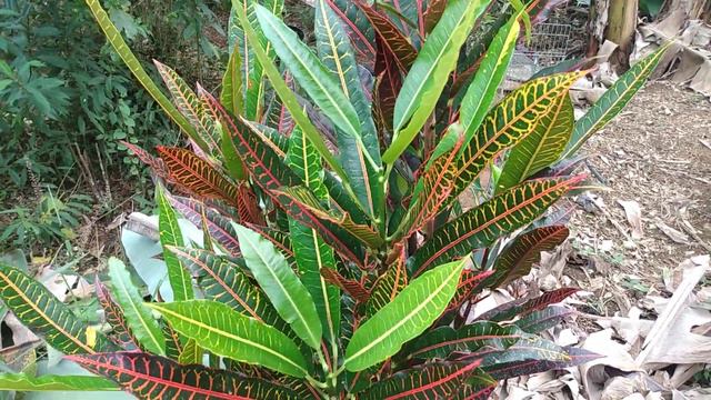 Croton americano belo e fácil de cultivar смотреть онлайн