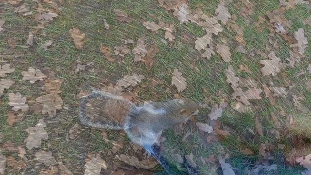 Что цветет в новогоднюю ночь в Лондоне. смотреть онлайн