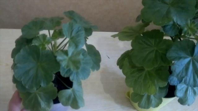 Почему не цветет ГЕРАНЬ? Что делать? Как заставить цвести комнатную ГЕРАНЬ? ЧАСТЬ 1