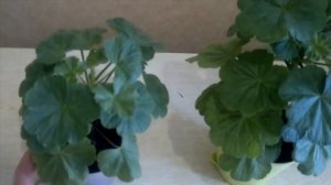 Почему не цветет ГЕРАНЬ? Что делать? Как заставить цвести комнатную ГЕРАНЬ? ЧАСТЬ 1