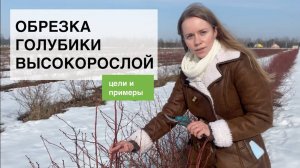 Обрезка голубики высокорослой. Часть 1. Причины и примеры обрезки