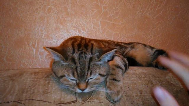 Это самый милый кот на планете!! смотреть онлайн