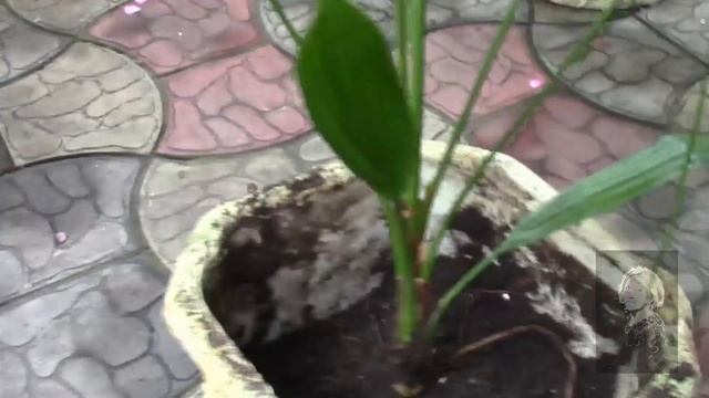 КОШКА ИСПОЛЬЗУЕТ ГОРШОК С ЦВЕТКОМ, КАК ТУАЛЕТ ЧТО ДЕЛАТЬ?! смотреть онлайн