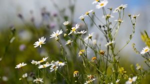 Отдав соседу свою больную жену, муж радостно потирал руки. А когда узнал…