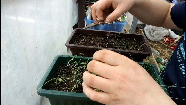 РАССАДА ЛУКА/САМОДЕЛЬНЫЕ СТАКАНЧИКИ ДЛЯ РАССАДЫ/ смотреть онлайн