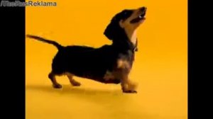 Аdvertising  Реклама Педигри Такса   Это то, о чём я думаю