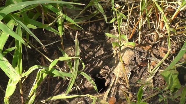 МУРАВЬИ С КРЫЛЬЯМИ - крылатые матки улетают основать новые колонии! Кочевые муравьи смотреть онлайн