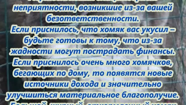 К чему снятся хомяки смотреть онлайн