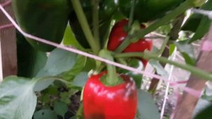 Перец Воловье ухо 06.08.22