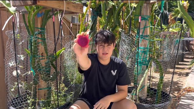 “CONDOR” Dragonfruit Harvest and Taste Test! A Must Have Dragon Fruit Variety! смотреть онлайн
