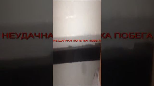 Белочка!!! Ржач!!! Смотреть до конца!!! смотреть онлайн