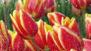 Футаж. Цветы под дождём 18