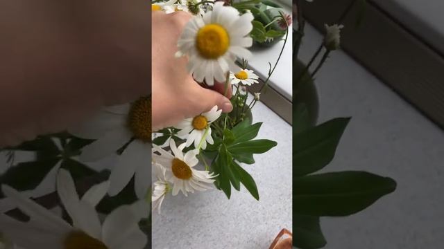 Ромашки. Набрала букет ромашек. Нарву цветов и подарю букет той девушке, которую люблю смотреть онлайн