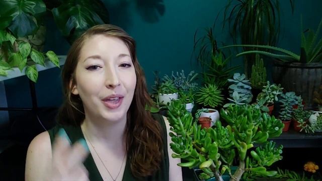 JADE PLANT CARE TIPS! Grow Crassula Ovata / Jade Gollum Indoors! (Money Plant, Jade Hobbit) смотреть онлайн