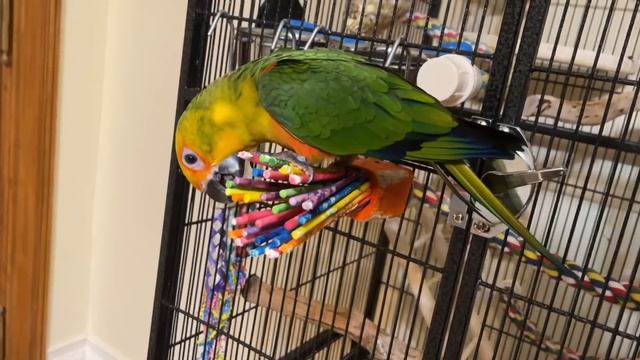 MY NEW CONURE MEETS THE FLOCK!! | How I got my birds to get along! смотреть онлайн