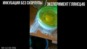 ШОК!!! так инкубировать нельзя!!! инкубатор ЗОЛУШКА. Инкубация без скорлупы.