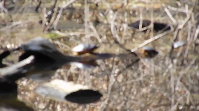 Nikon Coolpix S7000 - Zoom Test 50