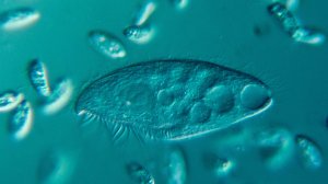 Протисты (Часть 1)