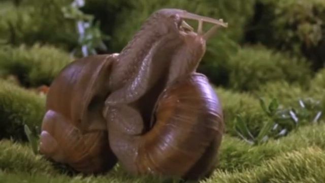 Caracoles besándose con Closer de Nine Inch Nails de fondo смотреть онлайн