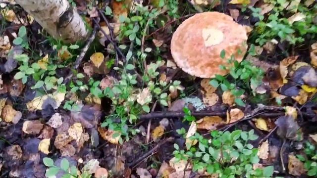 Грибы растут везде, и даже около моего дома. смотреть онлайн