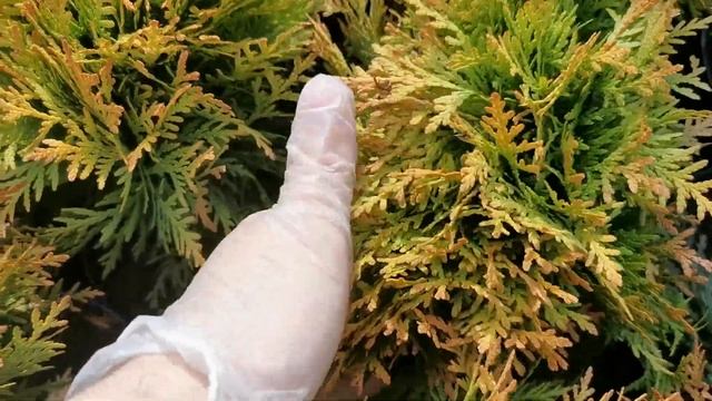 Туя западная Мириам Mirjam PBR