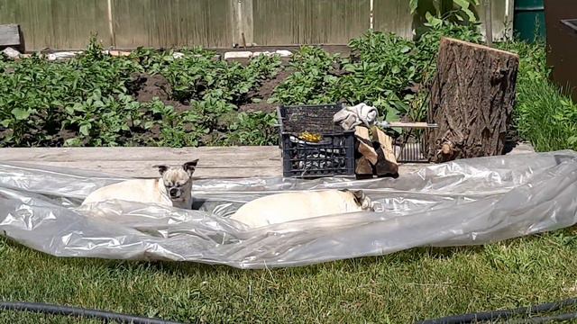 У собачек на даче 🐕🐕 свои приколы😁 смотреть онлайн