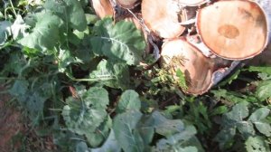 Брюква что это за овощ: вырастила первый раз и очень довольна