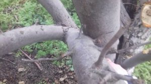 Какие ветки отпилить у яблони.