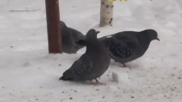 "МИМОХОДОМ", 24 февраля 2011 год. Автор проекта О. Дзиов смотреть онлайн