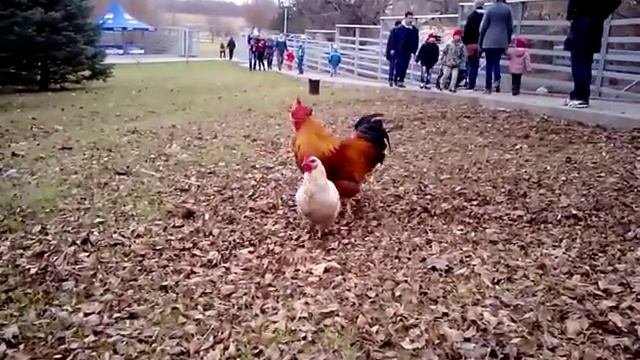 Ростовский зоопарк. Курицы и петухи ходят по улице. VID 20151122 135429 смотреть онлайн