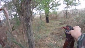 (Норма была взята). Охота на фазана 2016. Hunting for game birds - 2016.mp4