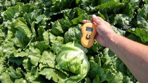 Салат айсберг (кочанный) СВ 4896 ЛС