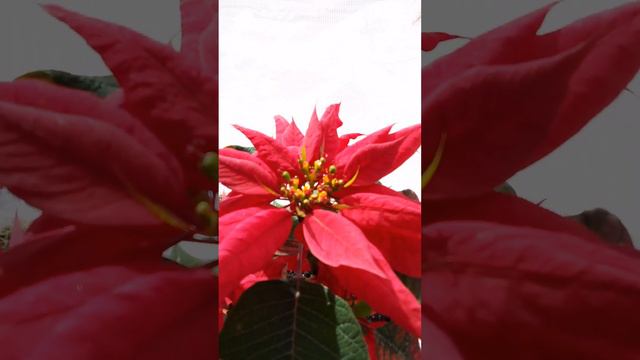 Пуансеттия в апреле смотреть онлайн