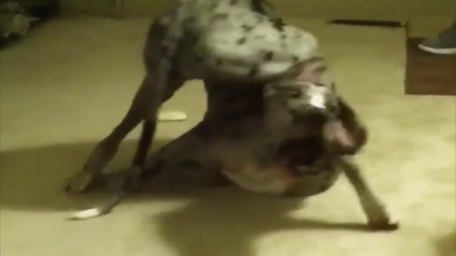 оказывается, доги - это весело смотреть онлайн