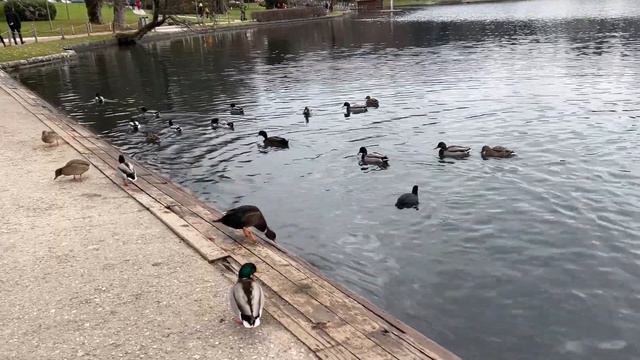 Словения: из Нарнии и обратно смотреть онлайн