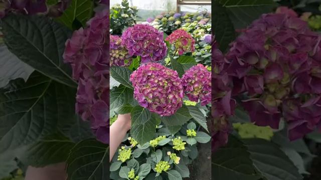 Гортензия крупнолистная. АССОРТИМЕНТ 🌿 смотреть онлайн